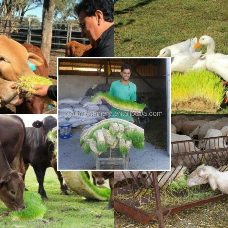 長期使用寿命 2400w 容器内の小麦草のための太陽水培養用飼料機械