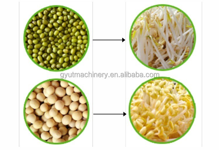 最高級のマイクログリーン 野菜栽培 機械修理店用の水栽培機械
