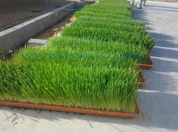 2024 広告 C 収穫用ハーベスター マシン アクアポニクス マイクログリーン製品